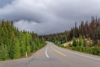 Icefields parkway winding through a coniferous forest under a cloudy sky, showcasing the natural
