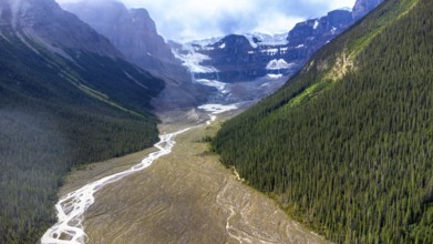 Sunlit evergreen forest blankets the slopes of the canadian rockies, with the athabasca glacier