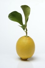Lemon with leaf, Citrus x limon, cutout