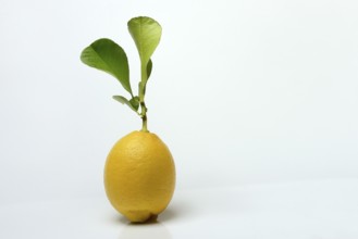 Lemon with leaf, Citrus x limon, cutout