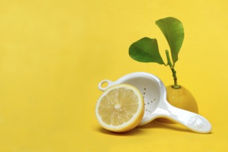 Lemon with leaf, Citrus x limon, yellow background, porcelain strainer