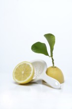Lemon with leaf, cut in half, Citrus x limon, porcelain strainer