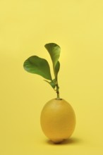 Lemon with leaf, Citrus x limon, yellow background