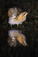 A bittern (Botaurus stellaris) is reflected in the water, surrounded by reeds at night, Dümmer