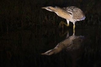 A bittern (Botaurus stellaris) is reflected in the water, surrounded by reeds at night, Dümmer