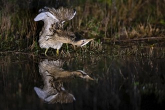 A bittern (Botaurus stellaris) is reflected in the water and stretches its wings, surrounded by