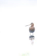 A black-tailed godwit (Limosa limosa) with orange and brown plumage standing on the water, white