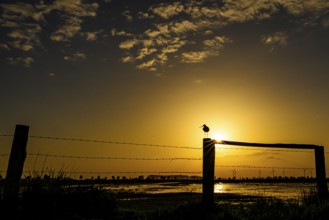 A black-tailed godwit (Limosa limosa) sits on a fence in the golden light of sunset, Dümmer nature