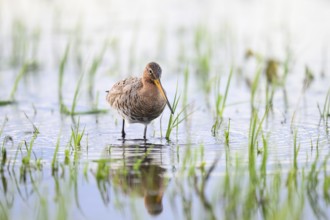 A black-tailed godwit (Limosa limosa) stands in the water between grass in a natural environment on