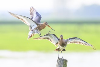 A hovering and a standing black-tailed godwit (Limosa limosa) on a post in a green meadow