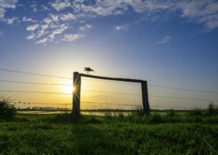 A black-tailed godwit (Limosa limosa) sitting on a fence in front of a colourful evening sky,