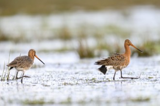 Two black-tailed godwits (Limosa limosa) standing in a meadow covered with water, the male showing