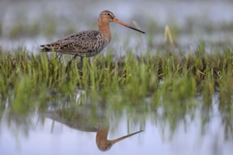 A black-tailed godwit (Limosa limosa) stands in a water-covered meadow with its reflection visible,