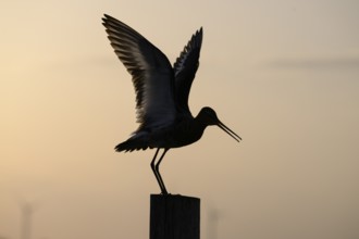 The silhouette of a black-tailed godwit (Limosa limosa) on a pole spreading its wings against a