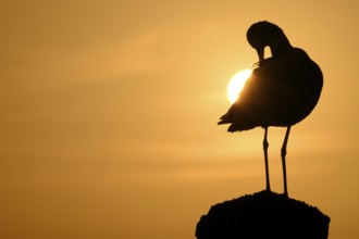 The silhouette of a black-tailed godwit (Limosa limosa) on a pole in front of the setting sun,
