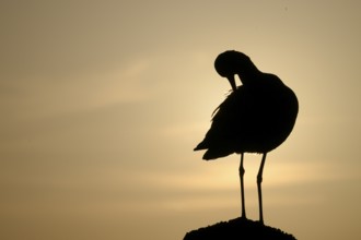 The silhouette of a black-tailed godwit (Limosa limosa) on a pole grooming itself against a warm