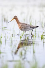 A black-tailed godwit (Limosa limosa) stands in the water between grass in a natural environment on