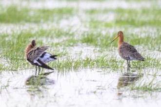 Two black-tailed godwits (Limosa limosa) standing in the water between grass in a natural