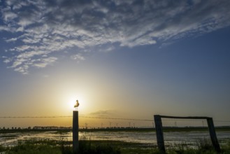A black-tailed godwit (Limosa limosa) sitting on a post in front of a wide, sunny sky, Dümmer