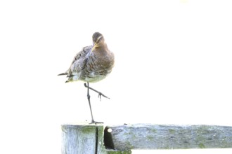 A black-tailed godwit (Limosa limosa) on a pole in front of a warm background, Dümmer nature park