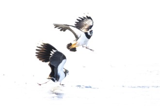 Two fighting lapwings (Vanellus vanellus) in flight over snow-covered ground, dynamic movement in