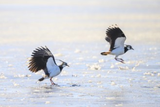 Two lapwings (Vanellus vanellus) in flight over icy ground, dynamic movement in wintry