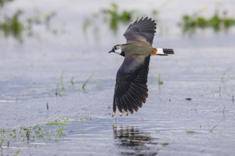 A lapwing (Vanellus vanellus) with outstretched wings flying over a water surface, Dümmer nature