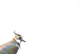 Portrait close-up of a lapwing (Vanellus vanellus) with black and white plumage against a white