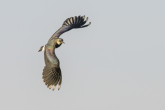 A lapwing (Vanellus vanellus) with outspread wings flying in the blue sky, Dümmer nature park Park,