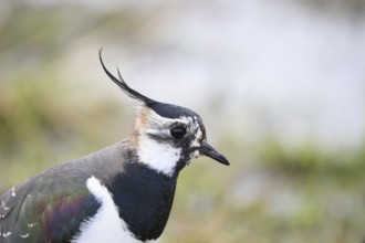 Portrait close-up of a lapwing (Vanellus vanellus) with black and white plumage by the water,