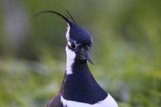 Portrait close-up of a lapwing (Vanellus vanellus) with black and white plumage, Dümmer nature park
