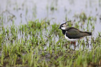 Lapwing (Vanellus vanellus) with black and white plumage by the water, Dümmer nature park Park,