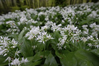 Wild garlic blossom (Allium ursinum) on the forest floor in the Teutoburg Forest in soft light.