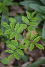 Young leaves of an ash tree (Fraxinus excelsior), Bad Laer, Lower Saxony, Germany