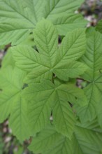 Young leaves of sycamore maple (Acer pseudoplatanus), Bad Laer, Lower Saxony, Germany