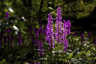 Early purple orchid (Orchis mascula), Osnabrücker Land, Lower Saxony, Germany