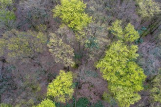 Beech forest (Fagus sylvatica) in the Teutoburg Forest under soft light. Photo taken from an