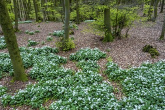 Wild garlic blossom (Allium ursinum) on the forest floor in a beech forest (Fagus sylvatica) in the