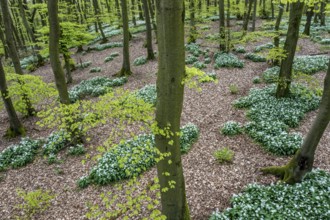Wild garlic blossom (Allium ursinum) on the forest floor in a beech forest (Fagus sylvatica) in the