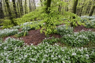 Wild garlic blossom (Allium ursinum) on the forest floor in a beech forest (Fagus sylvatica) in the