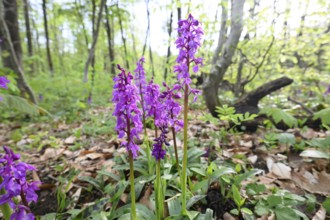 Early purple orchid (Orchis mascula) in a light-flooded deciduous forest in spring, Osnabrücker