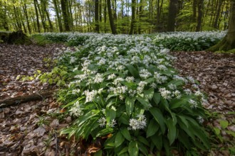 A sparkling sun shines over the wild garlic blossom (Allium ursinum) on the forest floor in a beech