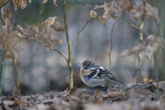 Brambling (Fringilla montifringilla) on the ground of a beech forest, Osnabrücker Land, Lower