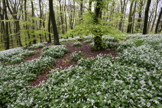 Wild garlic blossom (Allium ursinum) on the forest floor in a beech forest (Fagus sylvatica) in the