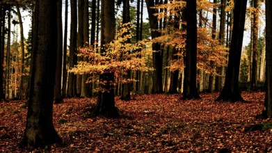An autumnal beech forest (Fagus sylvatica) with tall trees and bright orange foliage in the
