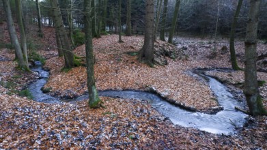 A small stream meanders through an autumnal forest coniferous forest and tall trees, Zwickenbach