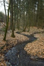 A small stream snakes through an autumnal forest with thick foliage and tall trees, Zwickenbach