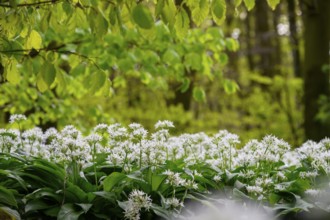 Wild garlic blossom (Allium ursinum) under fresh beech leaves on the forest floor in a beech forest