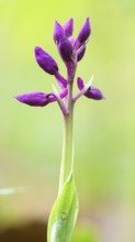 Close-up of an inflorescence of the Early purple orchid (Orchis mascula) in a light-flooded