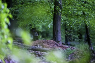 Two European badgers (Meles meles) at an exit of their underground den, Teutoburg Forest, Lower